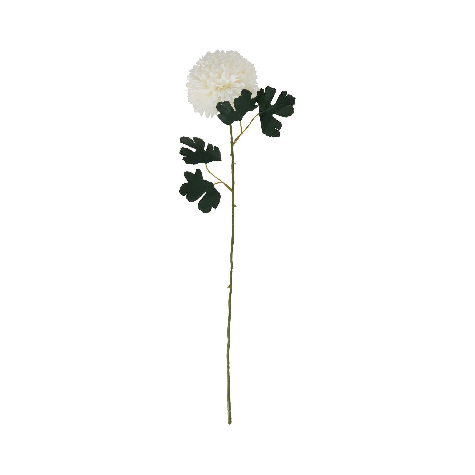 White Chrysanthemum Stem - Ashton and Finch