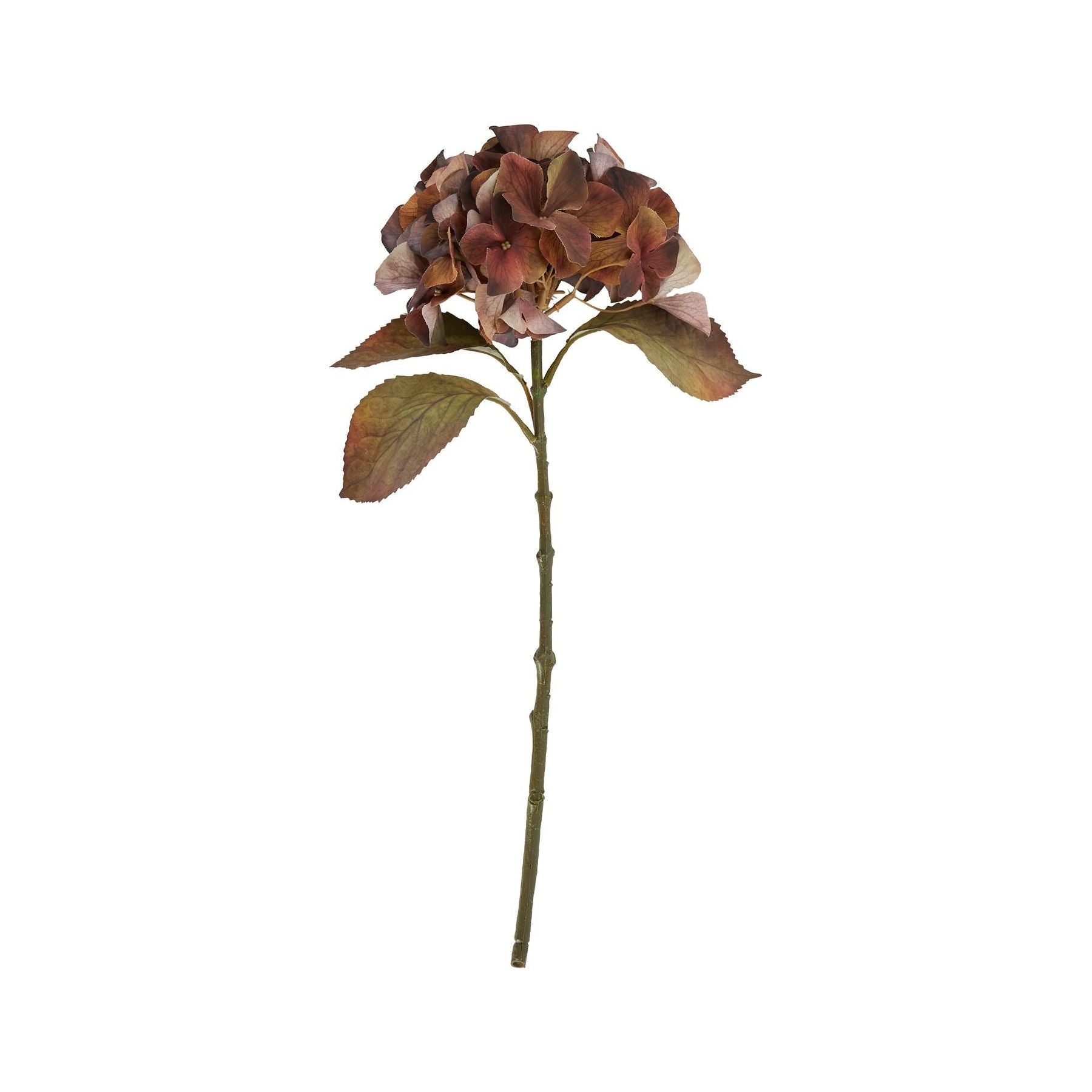 Mixed Autumn Browns Single Hydrangea Stem - Ashton and Finch