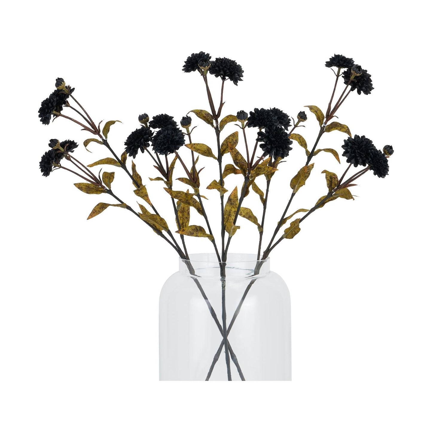 Black Chrysanthemum Stem - Ashton and Finch