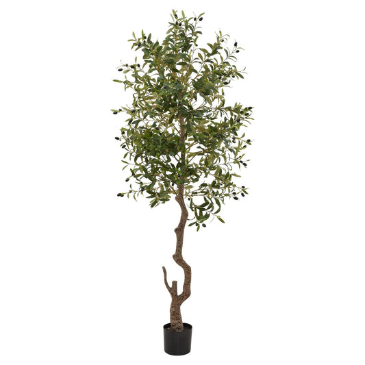 Calabria Large Olive Tree - Ashton and Finch
