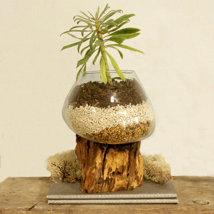 Molten Glass on Wood Large Bowl