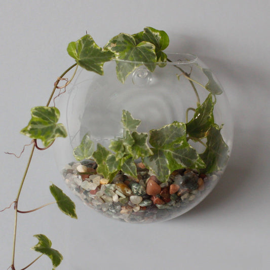 All Glass Terrarium - Small Hanging Wall Bowl - Ashton and Finch