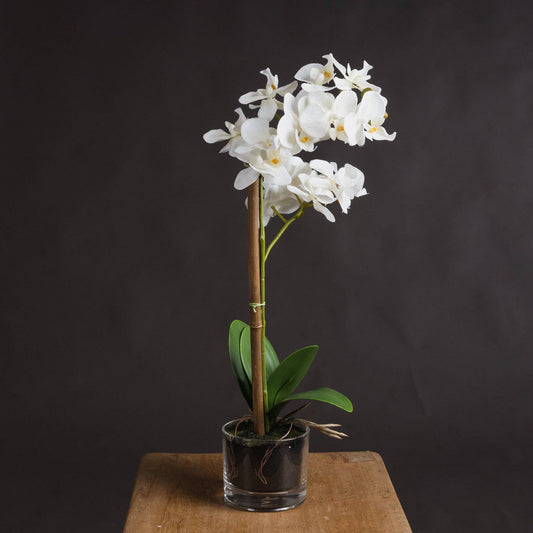 Harmony White Potted Orchid - Ashton and Finch