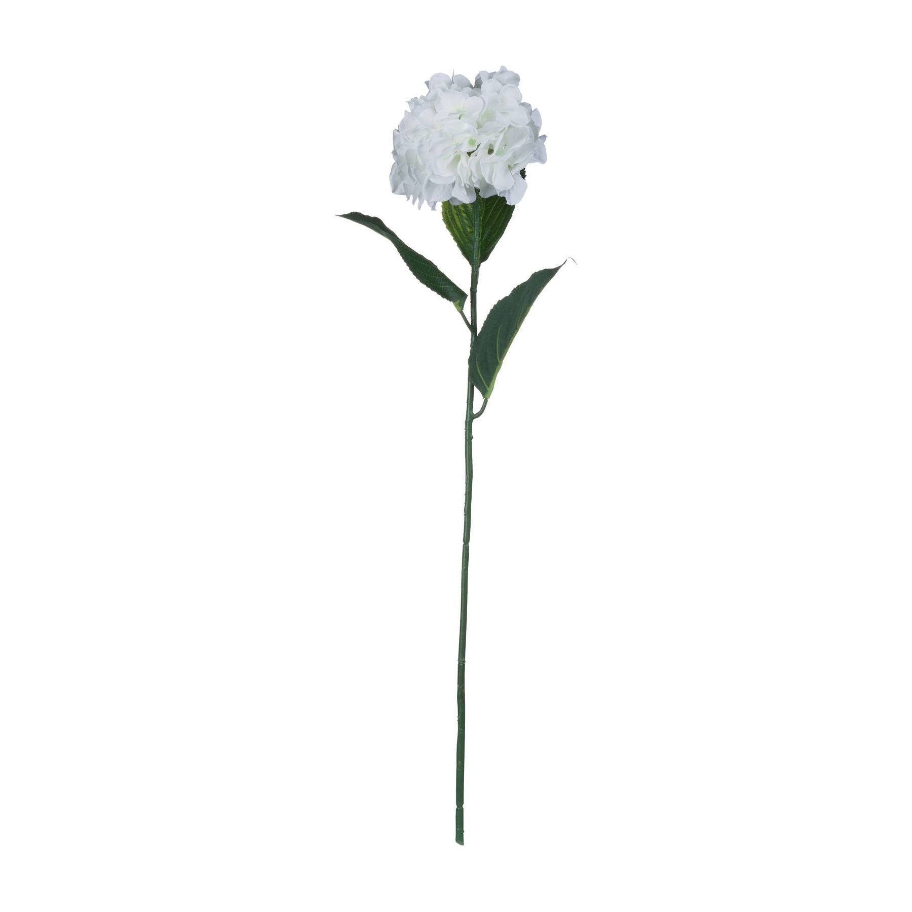 White Small Head Hydrangea - Ashton and Finch