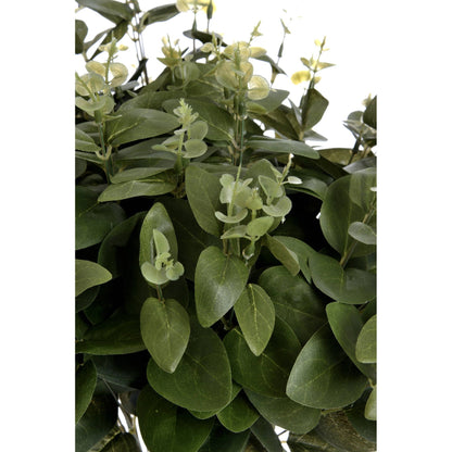 Cineraria Eucalyptus Spray - Ashton and Finch