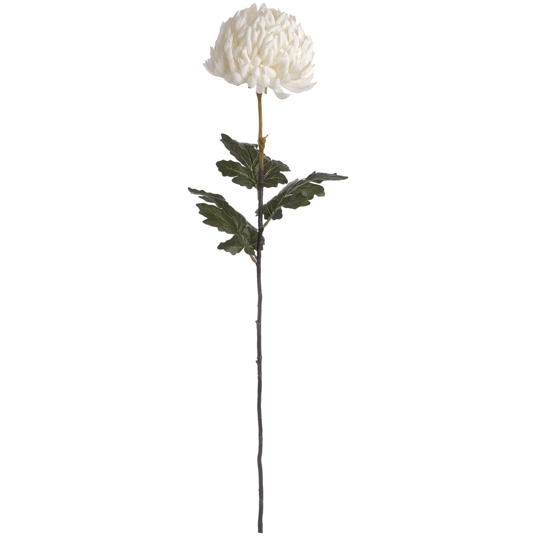 Large White Chrysanthemum - Ashton and Finch