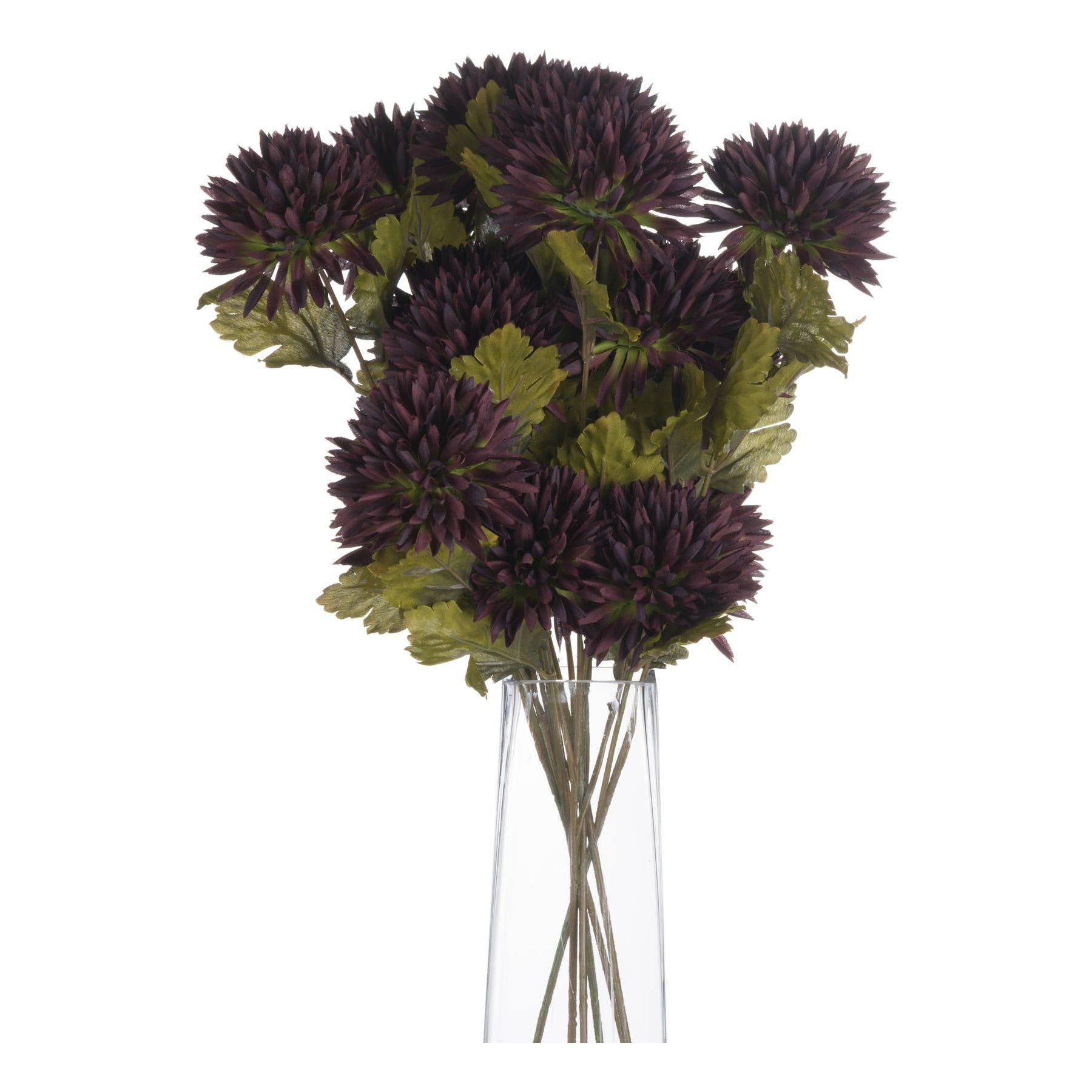 Chocolate Chrysanthemum - Ashton and Finch