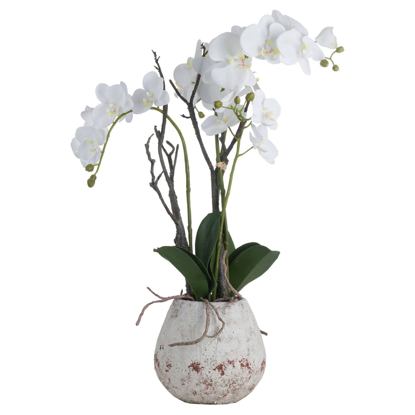 White Orchid In Stone Pot - Ashton and Finch