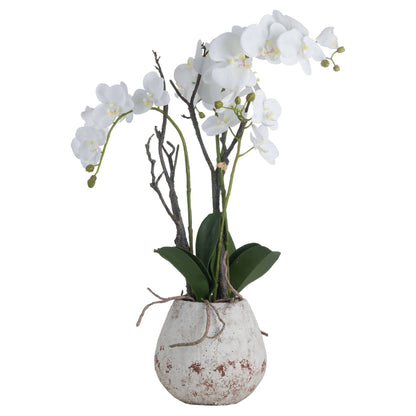 White Orchid In Stone Pot - Ashton and Finch
