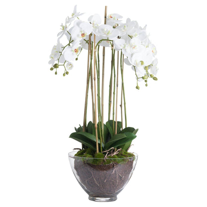 Large White Orchid In Glass Pot - Ashton and Finch