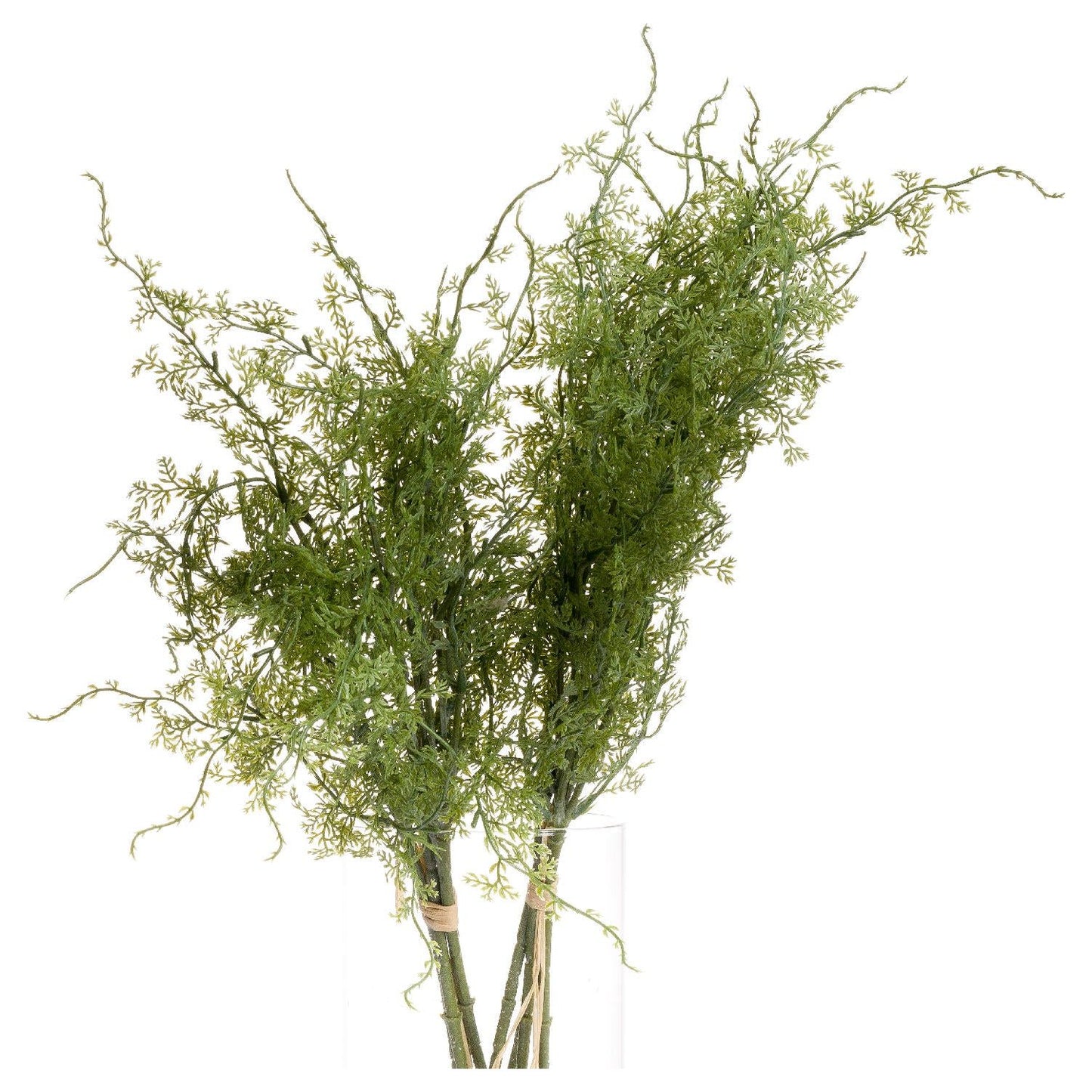 Asparagus Fern Bunch - Ashton and Finch