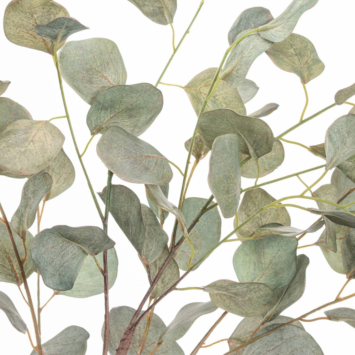 Eucalyptus Tree In Metallic Pot - Ashton and Finch