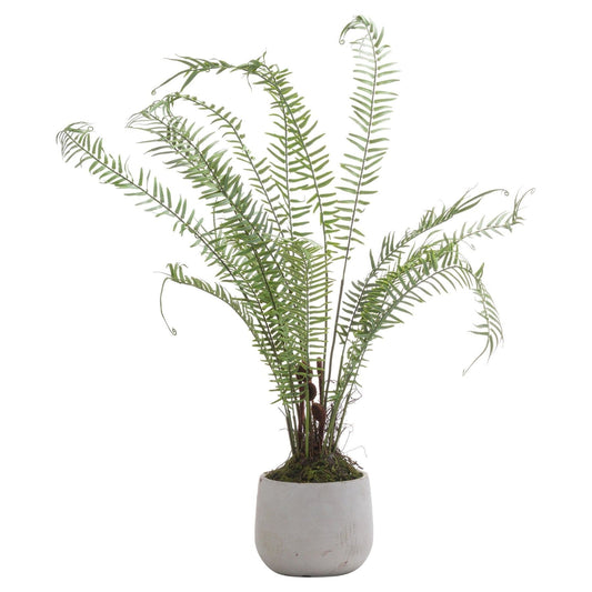Boston Large Potted Fern - Ashton and Finch
