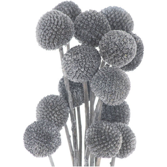 Dried Grey Billy Ball Bunch Of 20 - Ashton and Finch