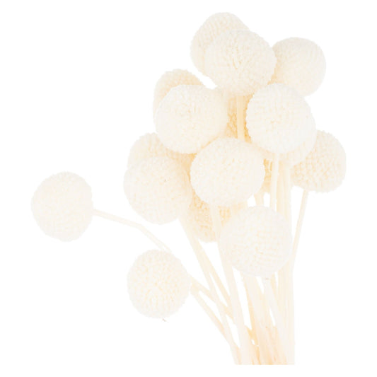Dried White Billy Ball Bunch Of 20 - Ashton and Finch