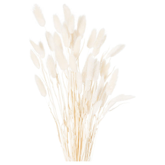 Dried White Bunny Tail Bunch Of 60 - Ashton and Finch