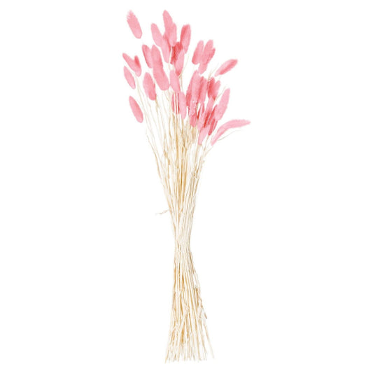 Dried Pale Pink Bunny Tail Bunch Of 40 - Ashton and Finch