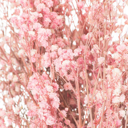 Dried Pale Pink Babys Breath Bunch - Ashton and Finch