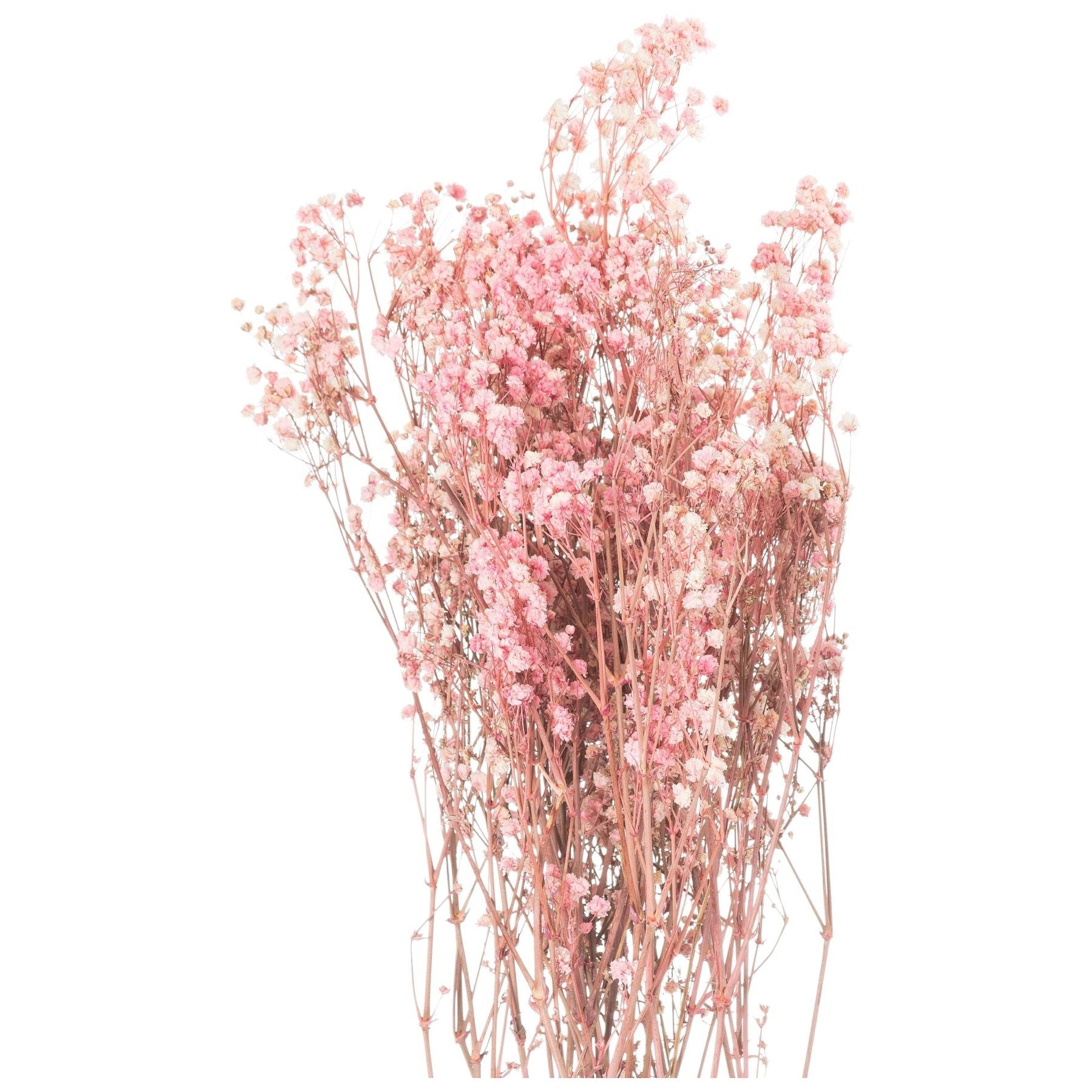 Dried Pale Pink Babys Breath Bunch - Ashton and Finch
