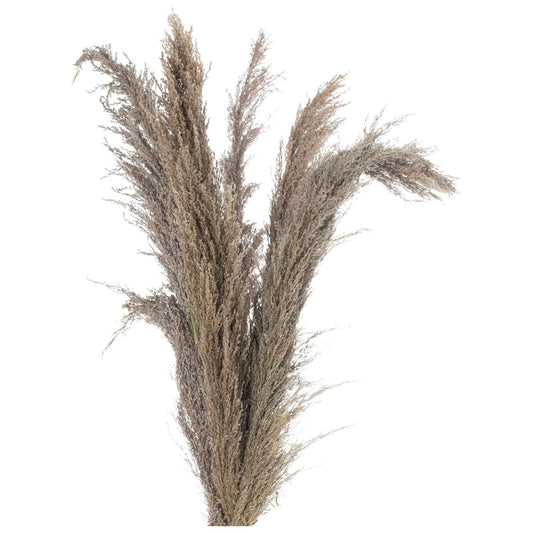 Natural Pampas Grass Stem - Ashton and Finch