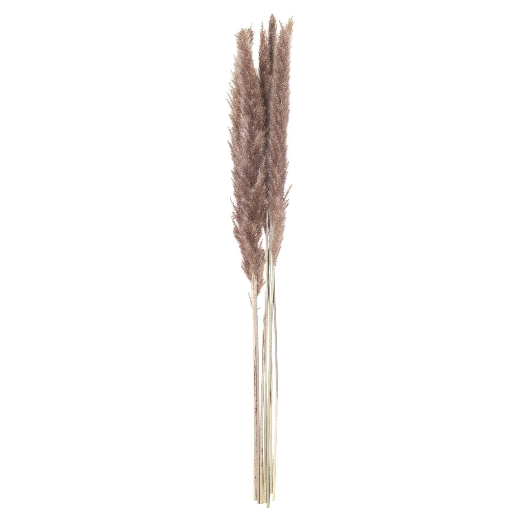 Mini Natural Pampas Grass Bunch of 15 - Ashton and Finch