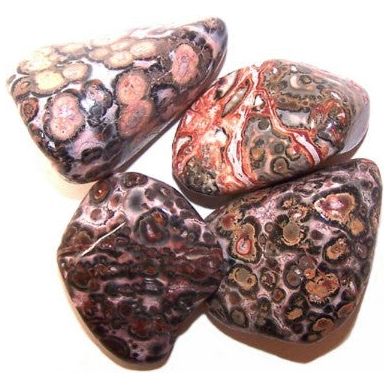 Leopard Skin 24 x Large Tumble Stones - Ashton and Finch