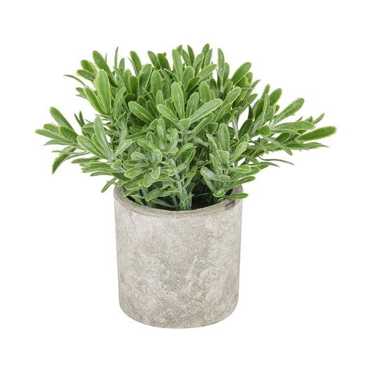 Buxus Plant In Stone Effect Pot - Ashton and Finch