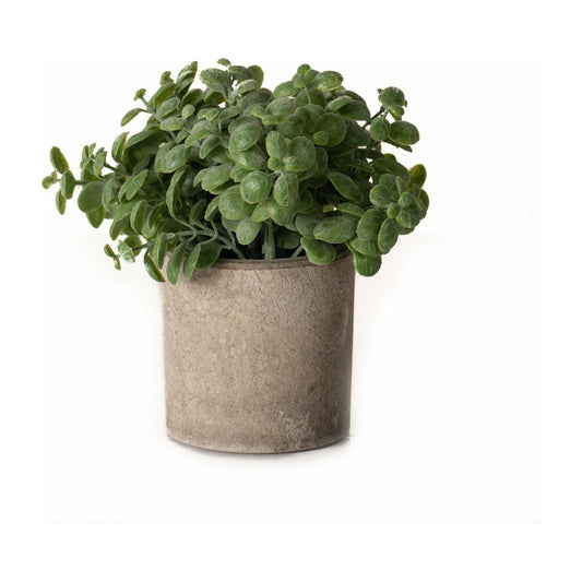 Basil Plant In Stone Effect Pot - Ashton and Finch