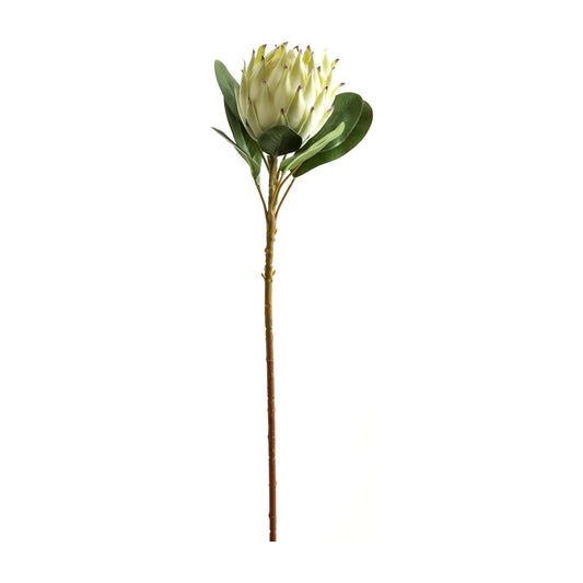 Large White Protea - Ashton and Finch