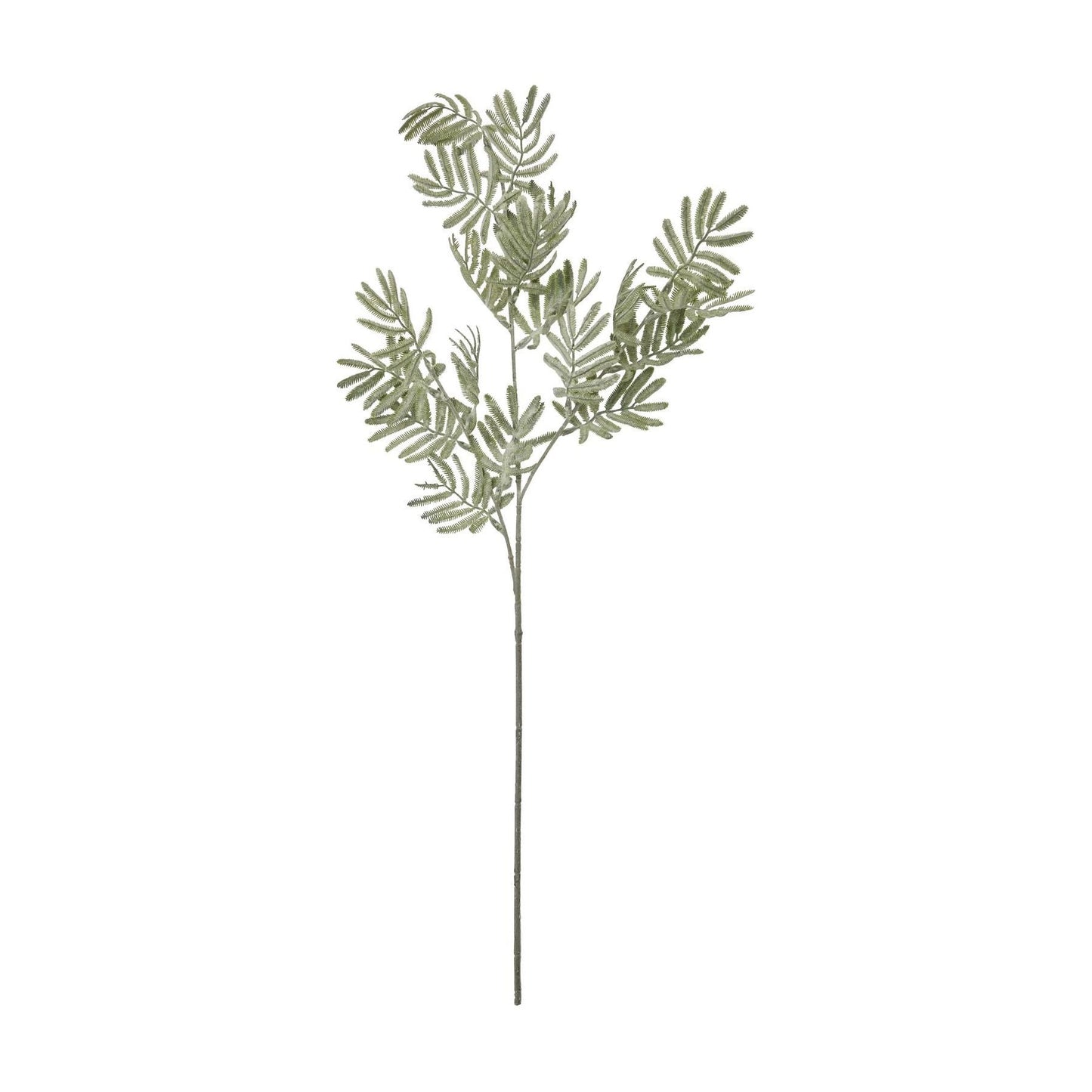 Silver Wattle Leaf - Ashton and Finch