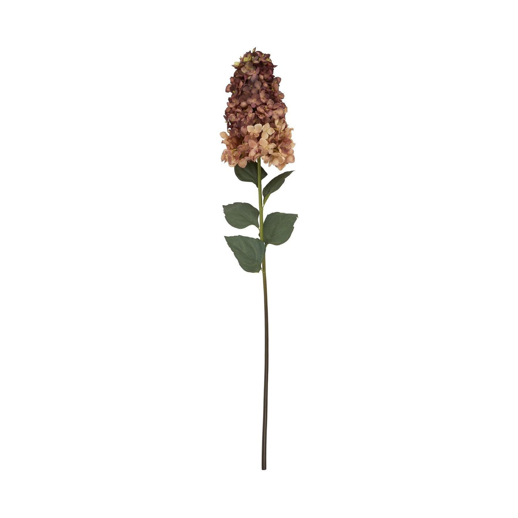 Burgundy Spear Hydrangea - Ashton and Finch