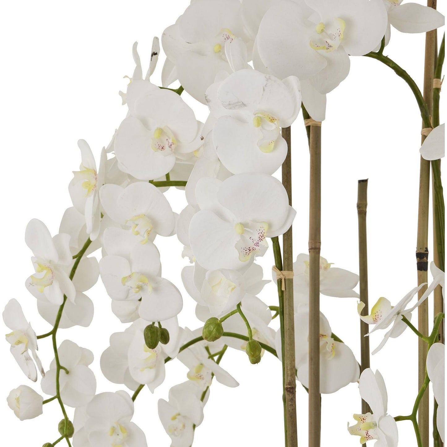Large White Orchid In Antique Stone Pot - Ashton and Finch