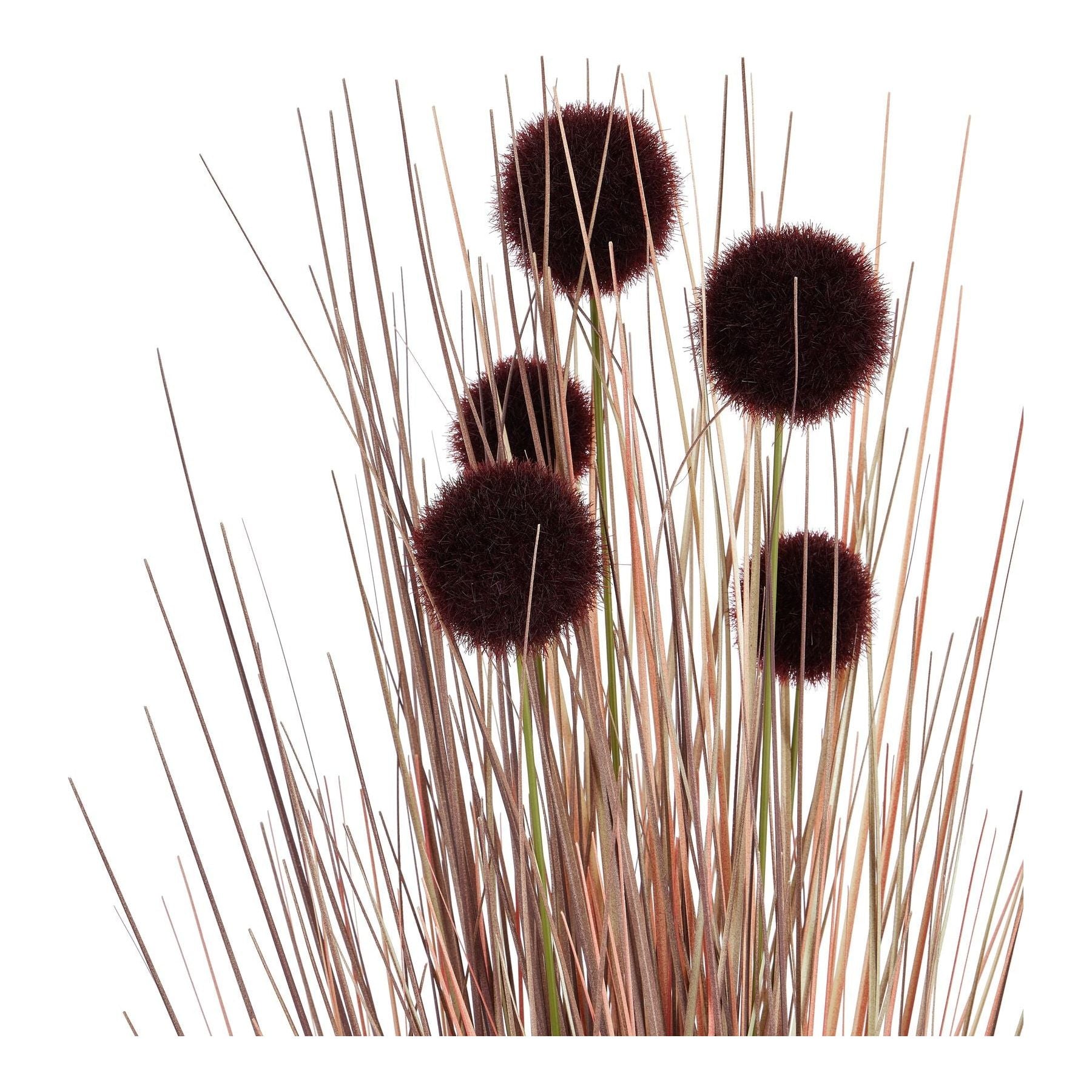 Burgundy Pompom Alliums In Black Pot - Ashton and Finch