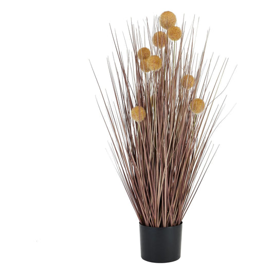 Large Coffee Pompom Alliums In Black Pot - Ashton and Finch