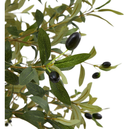 Calabria Small Olive Tree - Ashton and Finch