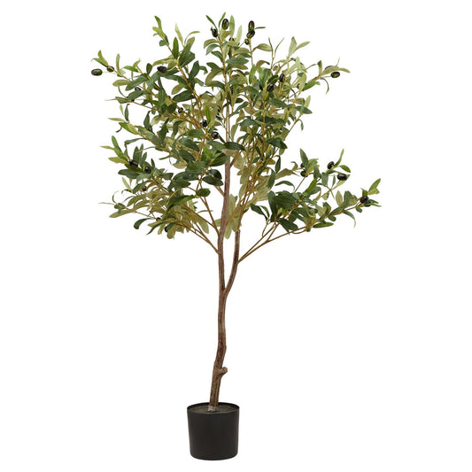 Calabria Small Olive Tree - Ashton and Finch