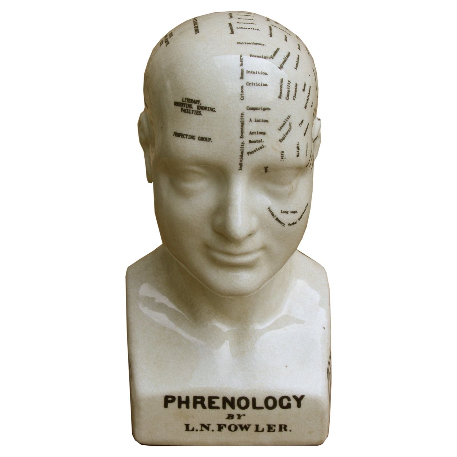 Medium Ceramic Phrenology Head, 25cm - Ashton and Finch