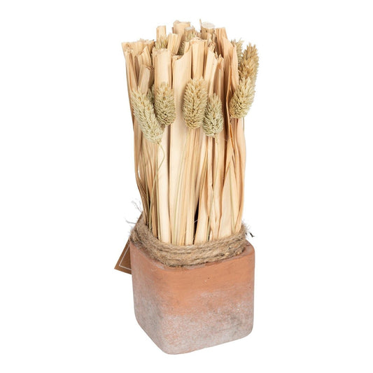 Fox Tail Dried Grass Bouquet in Terracotta Pot - Large - Ashton and Finch