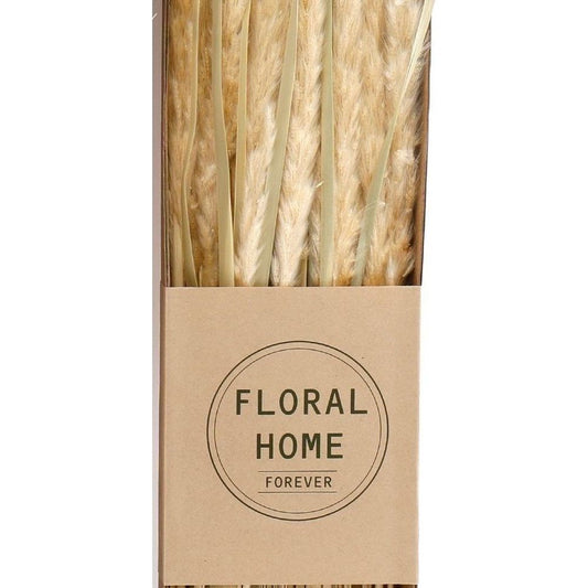 Decorative Dried Pampas Grass 60cm - Ashton and Finch