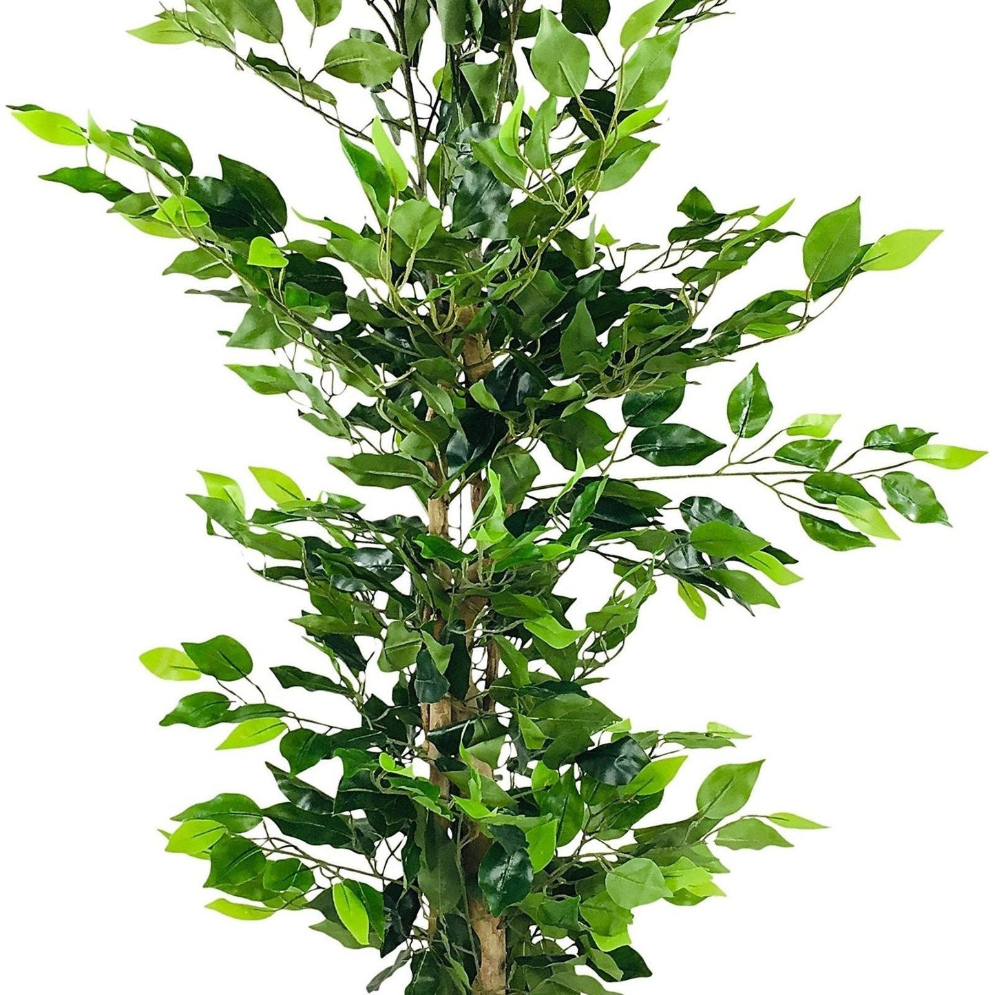 Artificial Ficus Tree with Natural Trunk 125cm - Ashton and Finch