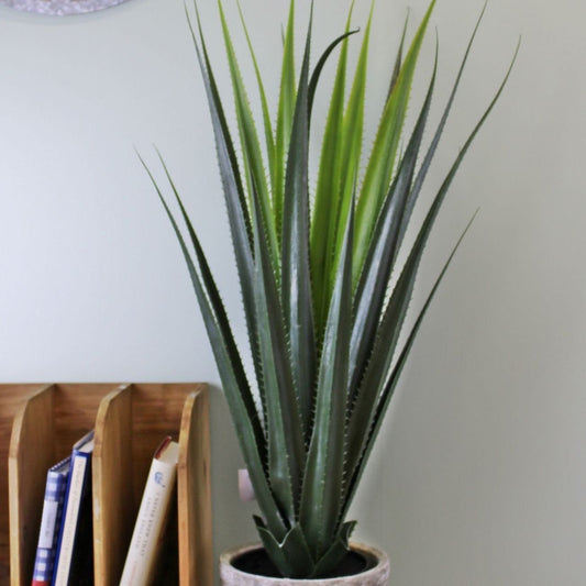 Artificial Aloe Vera Plant, 80cm - Ashton and Finch