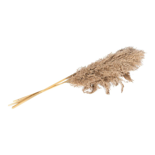 Naturally Dried Pampass Grass Stem 79cm - Ashton and Finch