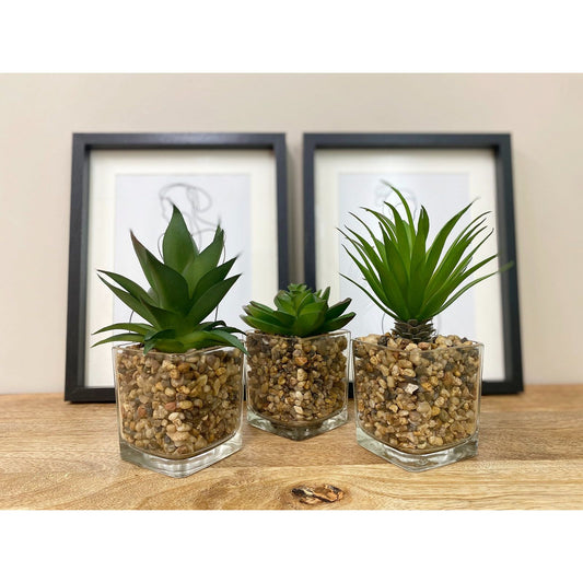 Set Of Three Faux Succulents In Glass Pots - Ashton and Finch