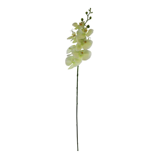 Single Orchid Spray, Cream Flowers, 85cm - Ashton and Finch