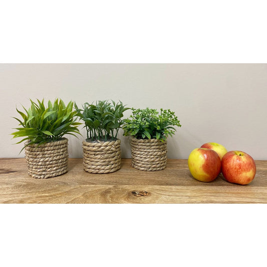 A Set Of Three Rope Effect Pots And Artificial Succulents - Ashton and Finch