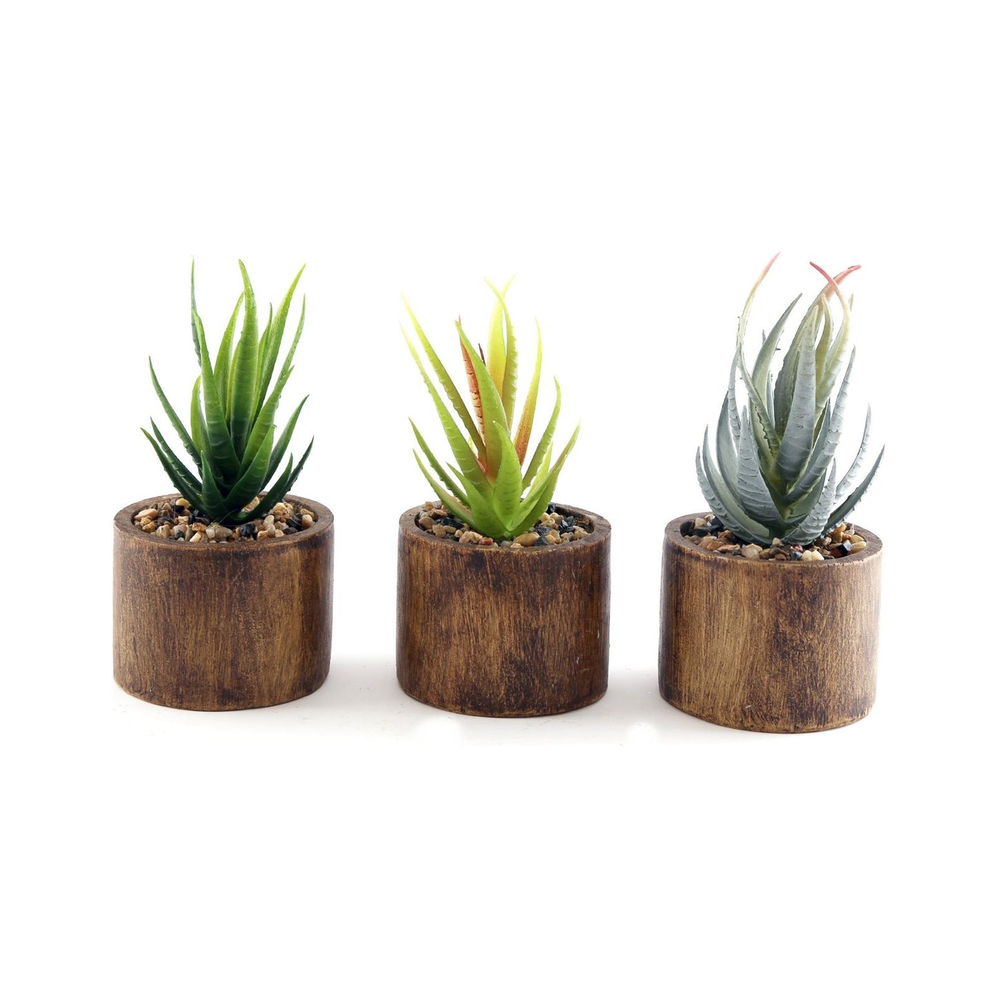 Set of Three Bark Effect Pot and Succulent - Ashton and Finch