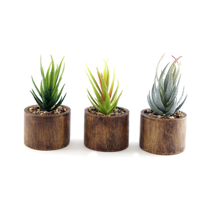 Set of Three Bark Effect Pot and Succulent - Ashton and Finch