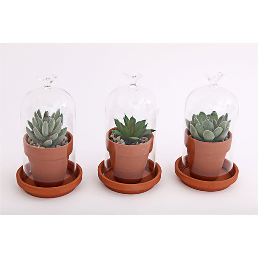 Faux Succulent In Pot Glass Dome - Ashton and Finch