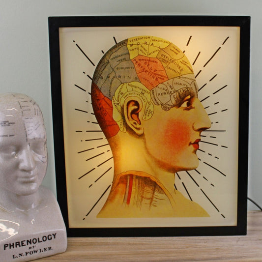 Decorative Lightbox, Phrenology Head - Ashton and Finch