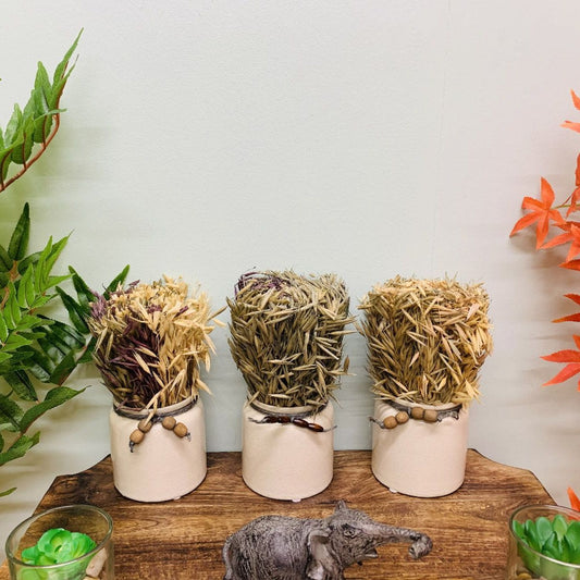 Set of 3 Dried Grasses In Ceramic Pots - Ashton and Finch